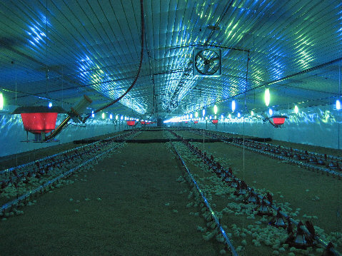 Poultry Heaters